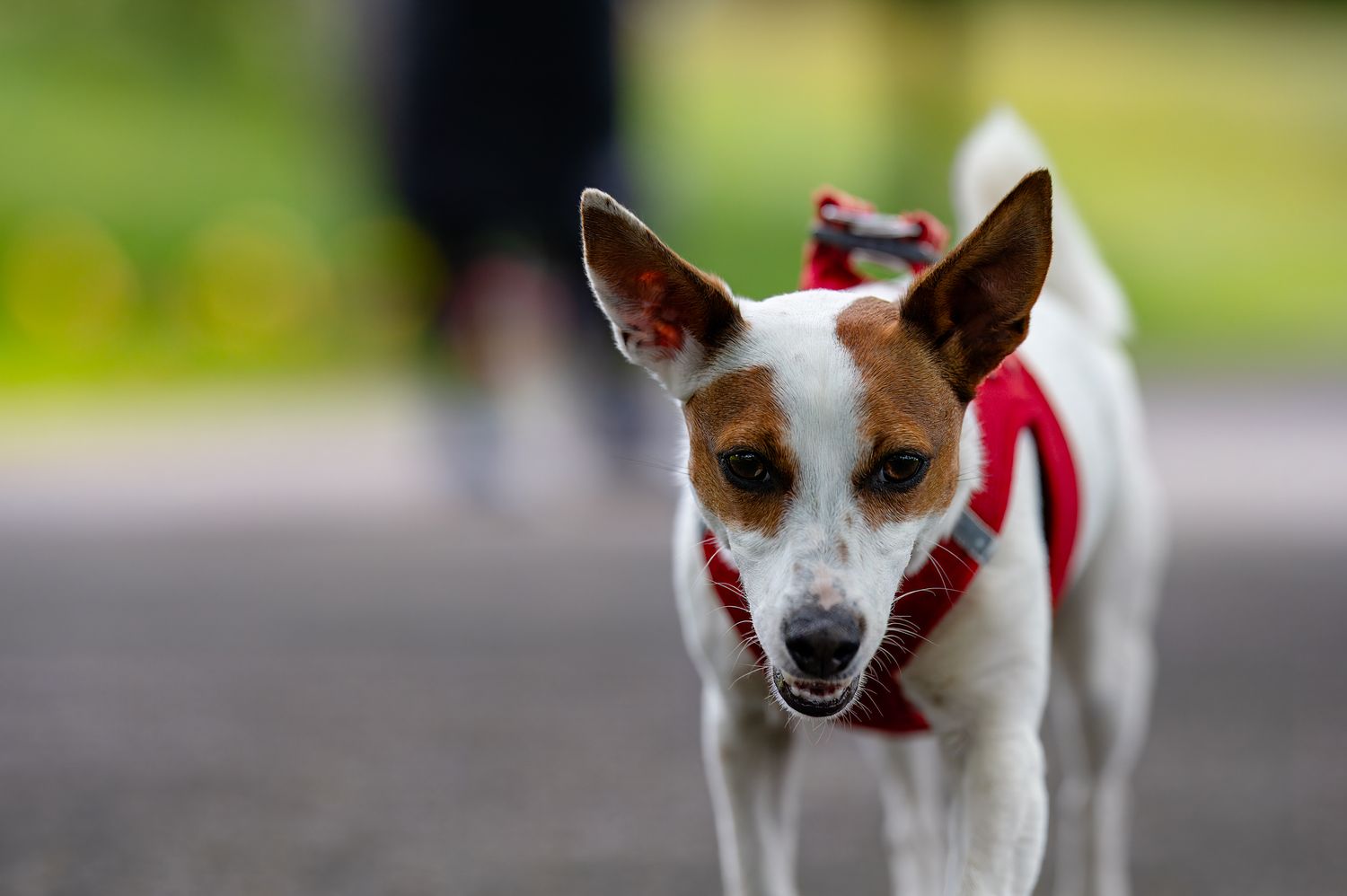 Jack Russell Terrier wearing red harness walking on pavement.
