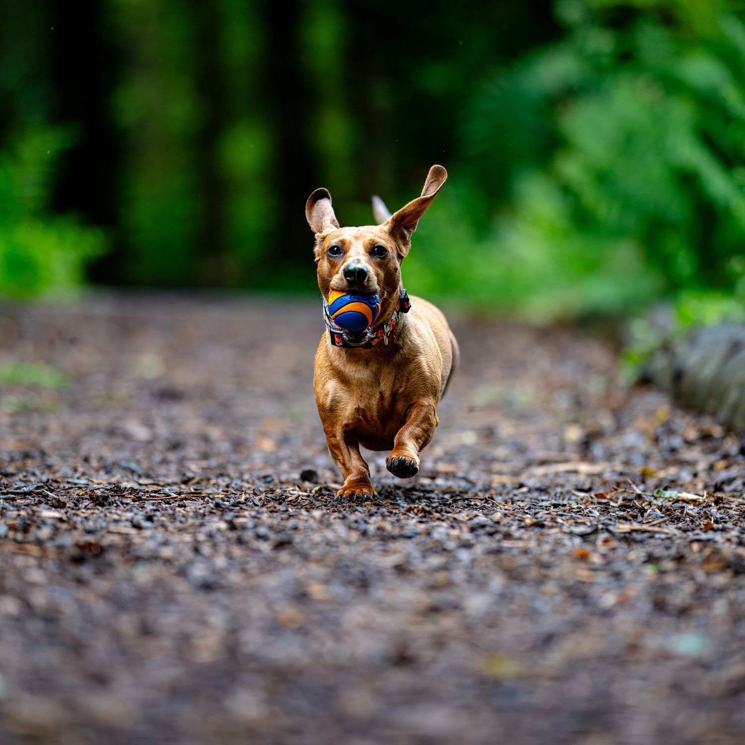 Small brown dog running through a wooded path in sequential action shots.