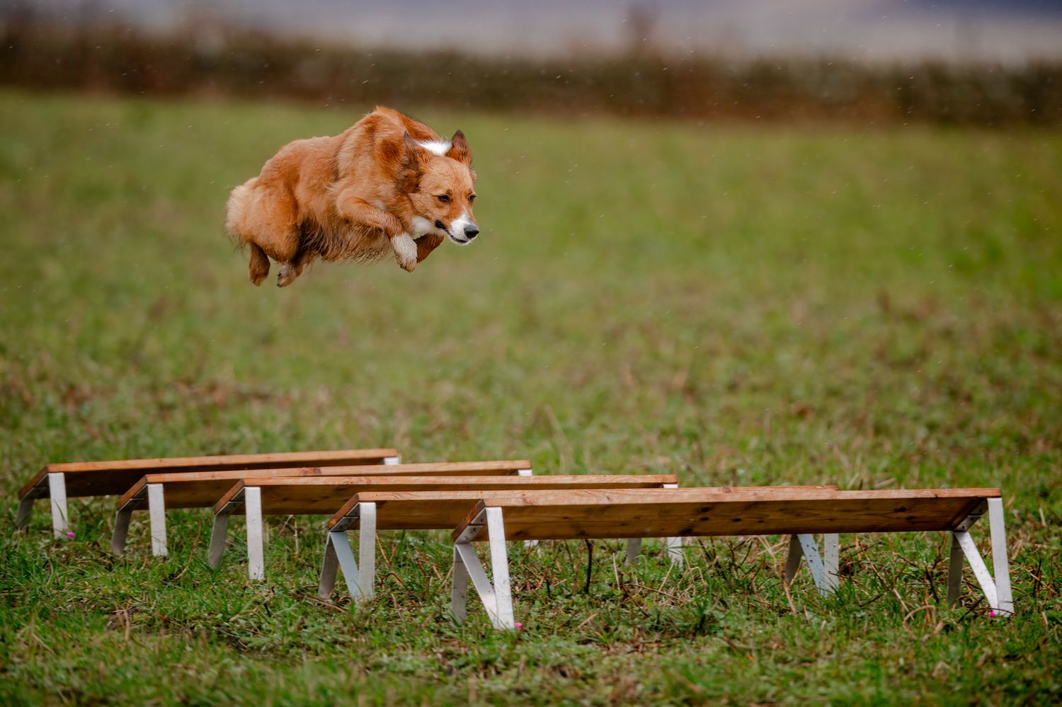 Small corgi dog jumping over wooden agility equipment in a grassy field.