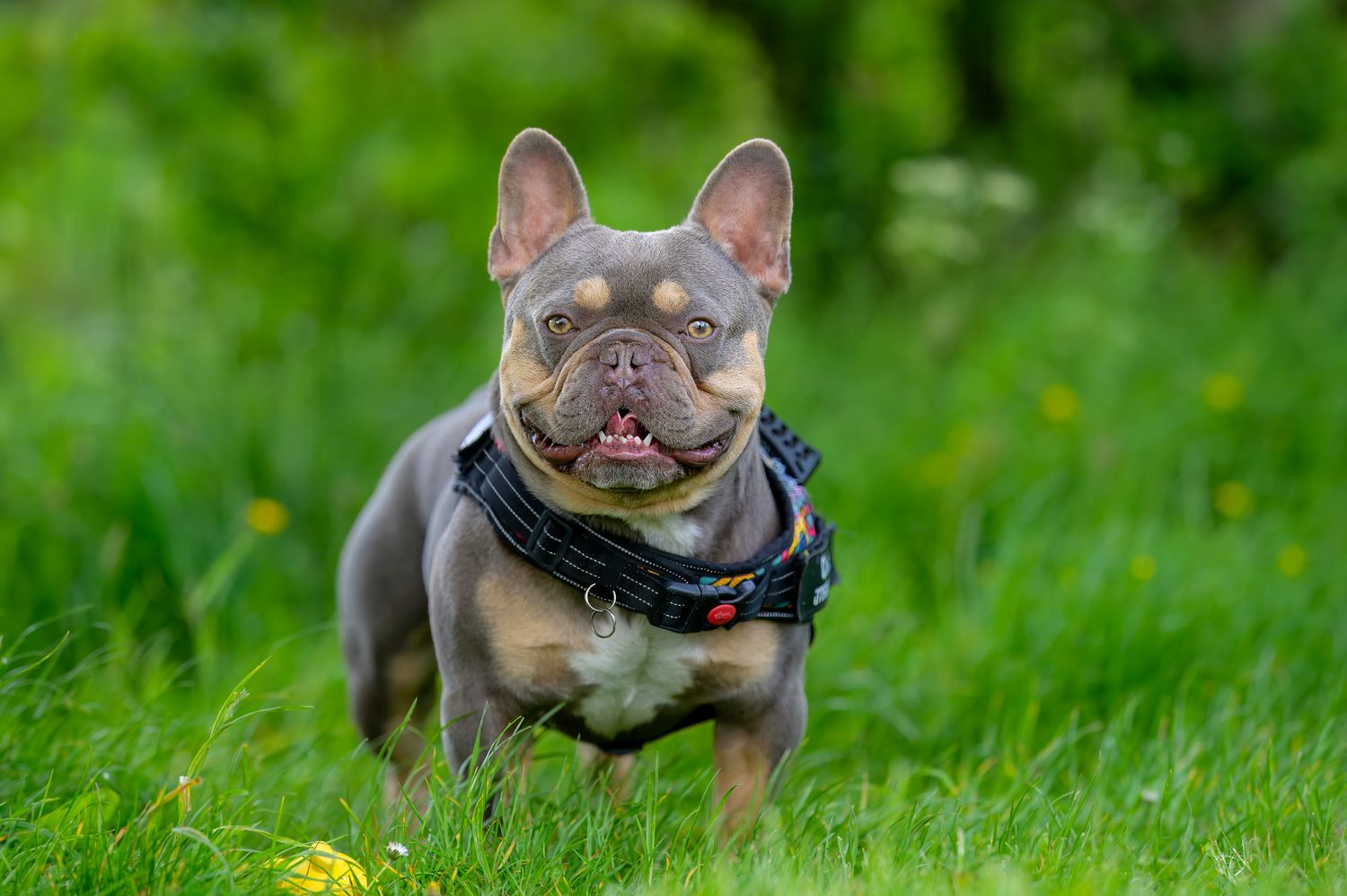 French Bulldog with blue harness standing on green grass with playful expression.