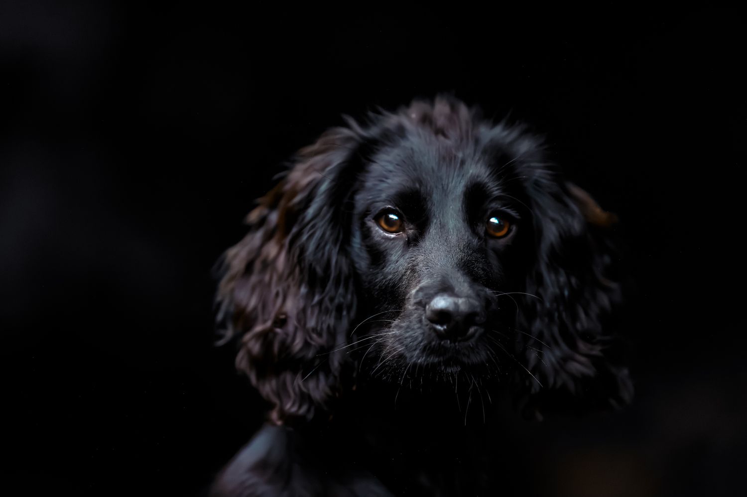 Dramatic portrait of a black Cocker Spaniel in low-key lighting.