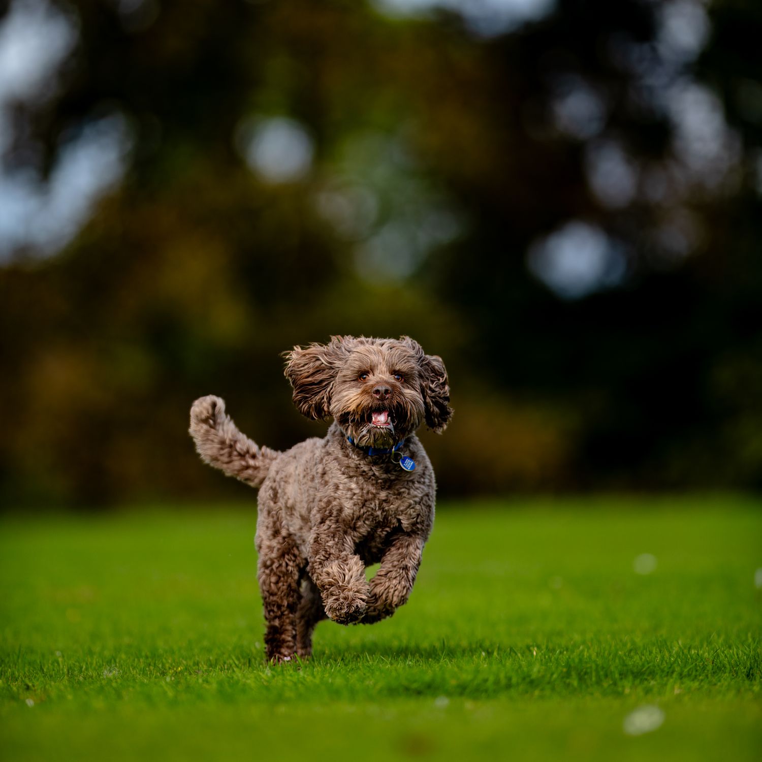 Playful brown dog frolicking across a grassy field with energy and joy.