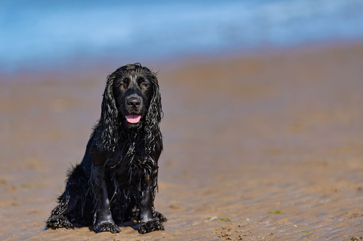 Black spaniel dog playing and splashing on wet beach sand.