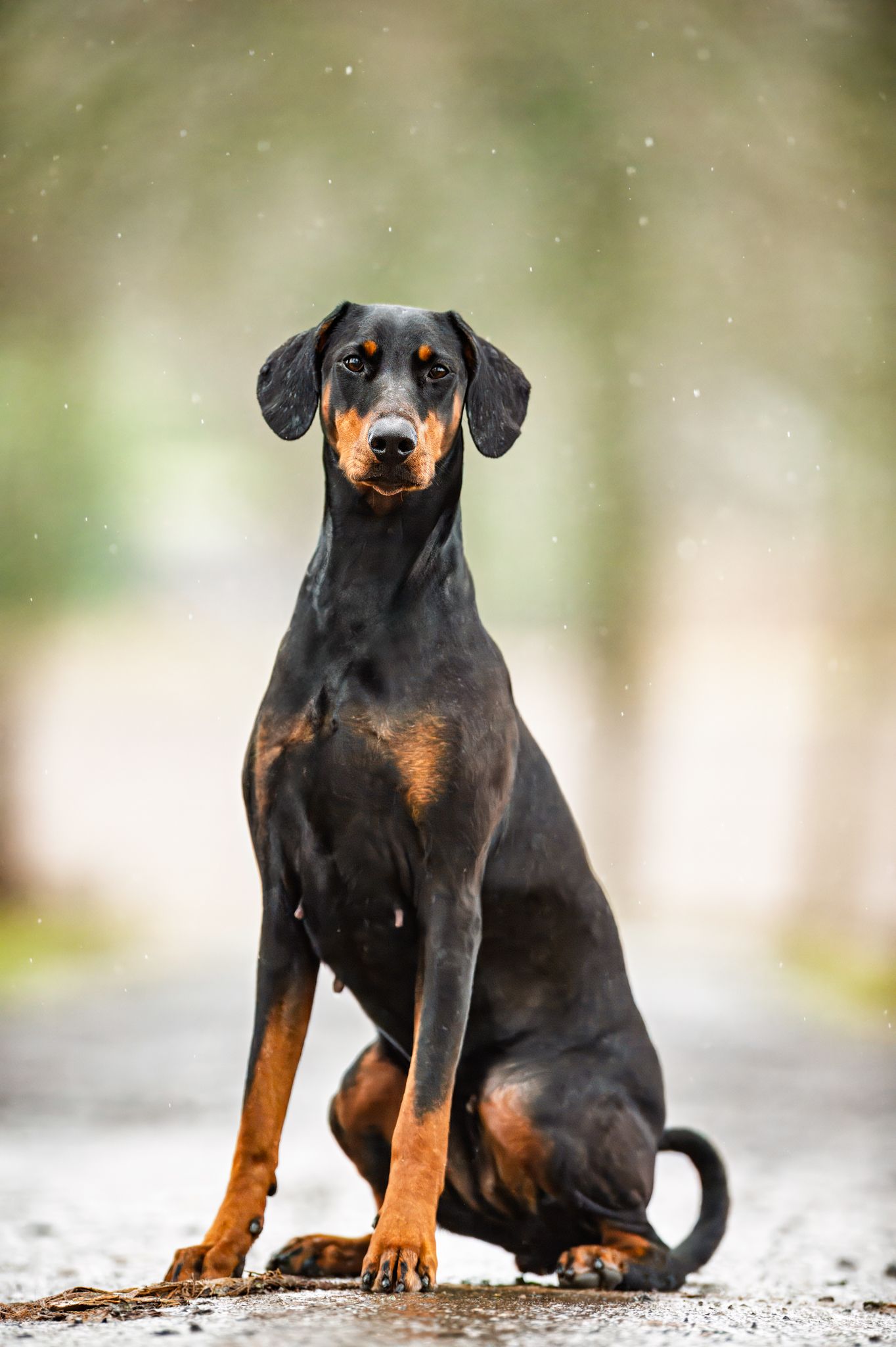 Black and tan Doberman Pinscher sitting elegantly on wet ground.
