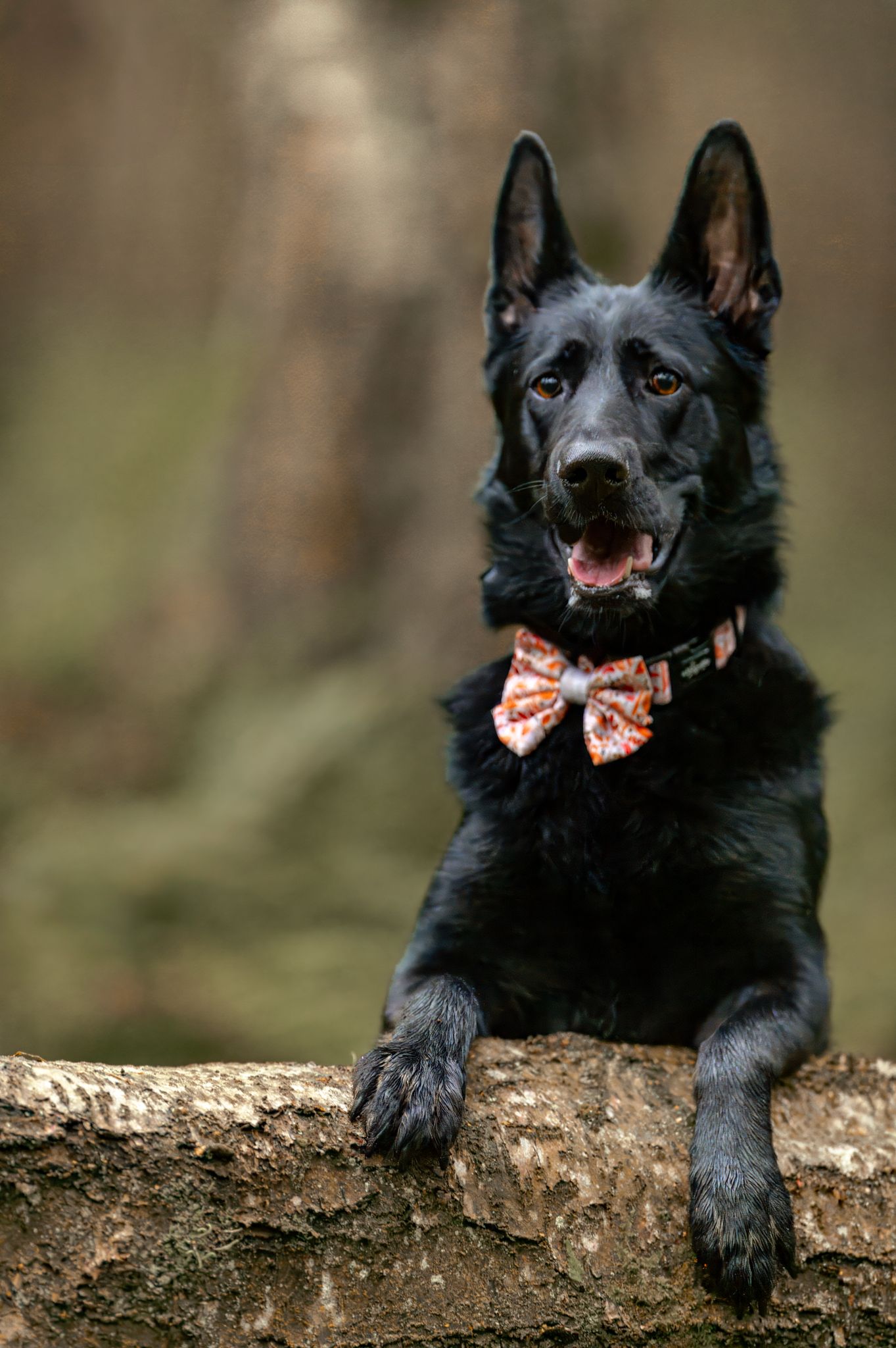 Black German Shepherd with bow tie resting on log in natural setting.