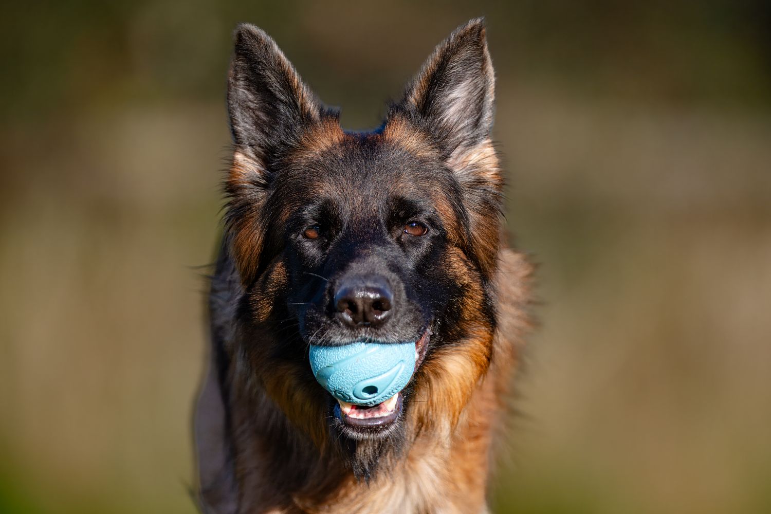 German Shepherd carrying a blue ball in its mouth with alert expression.