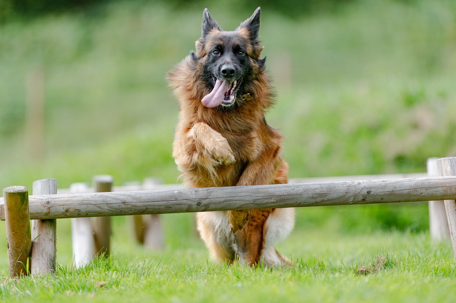 Dogs jumping over agility course obstacles on green grass field.