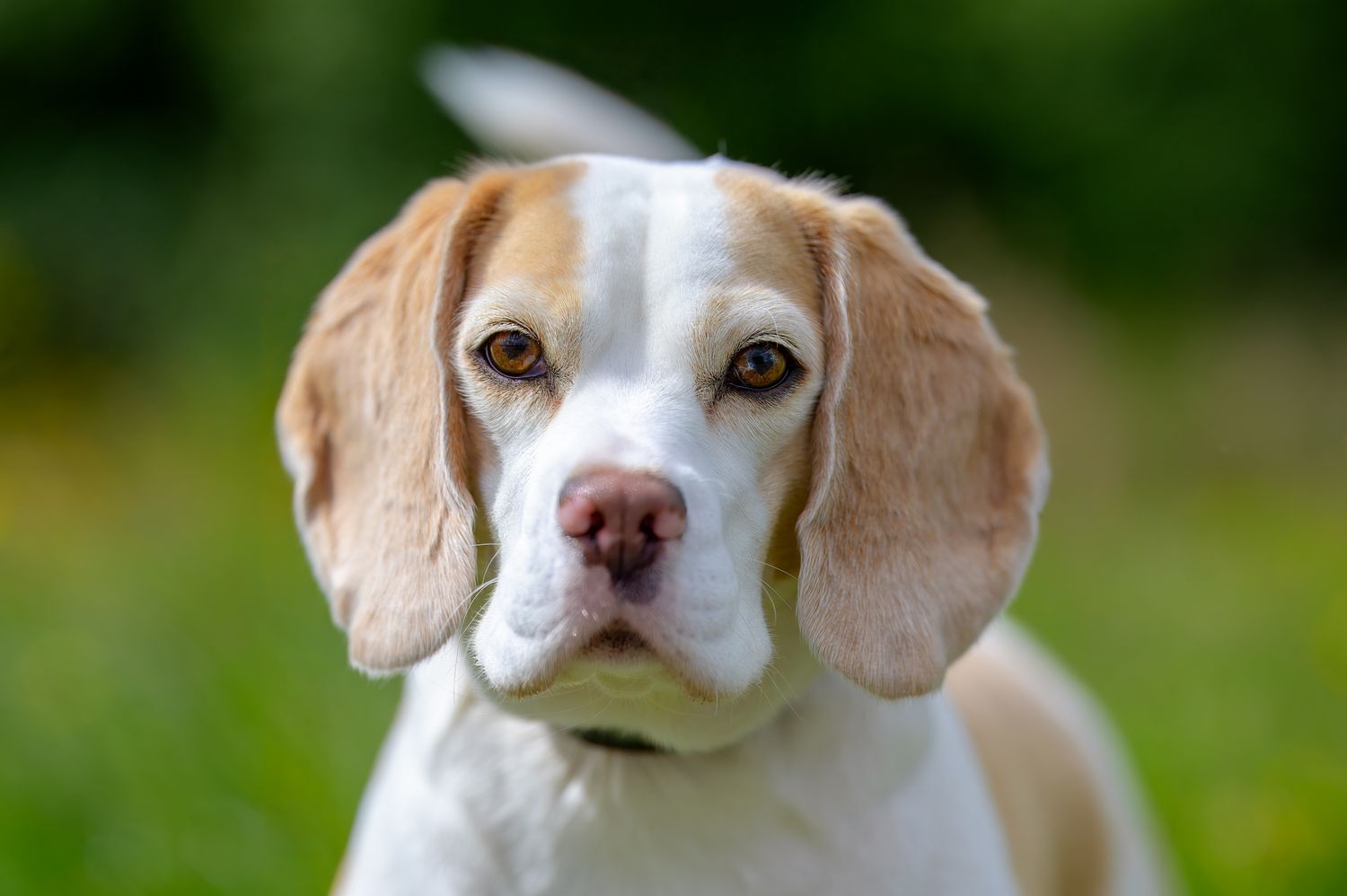Close-up portrait of a Beagle with white and tan fur against blurred green background.