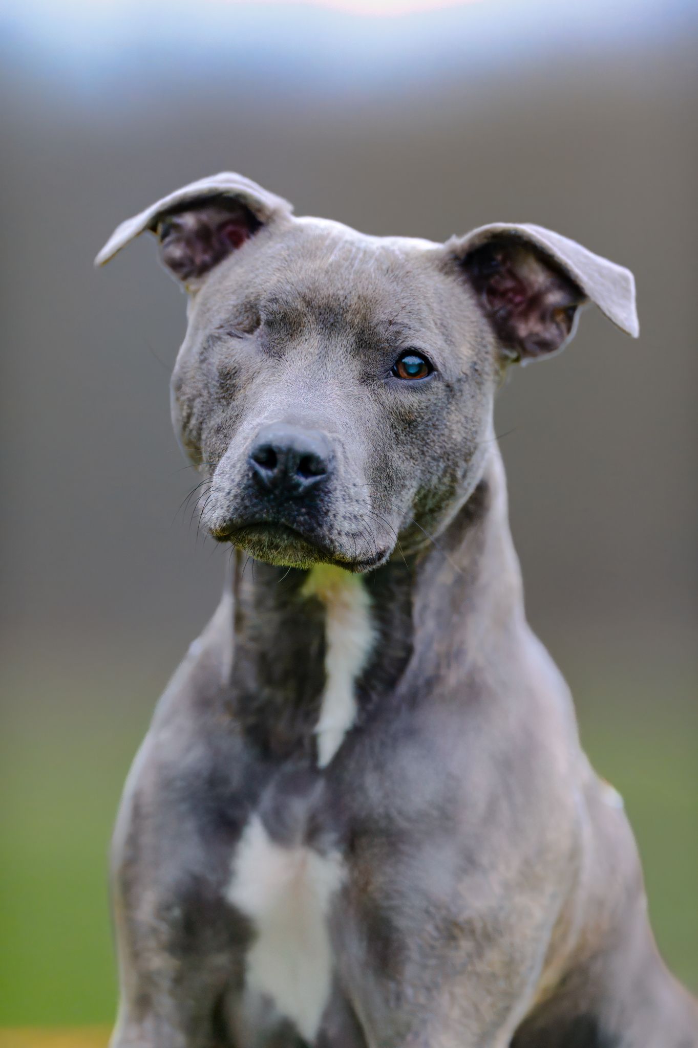 Gray pitbull-type dog shown in profile views against blurred background.