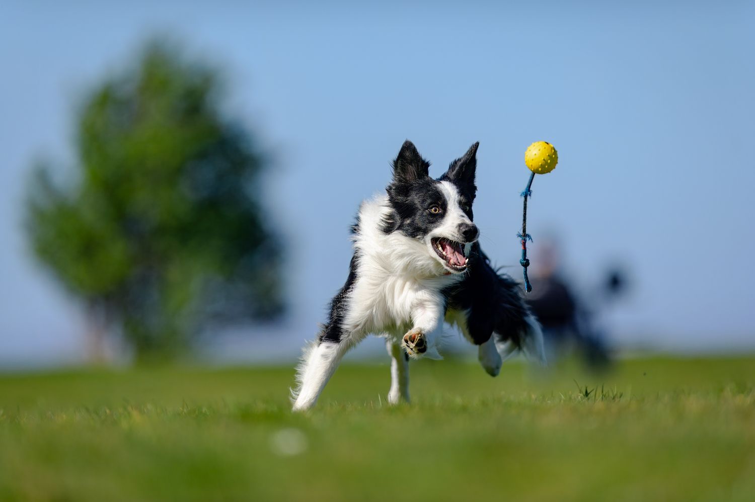 Black and white border collie chasing after a yellow ball on grassy field.