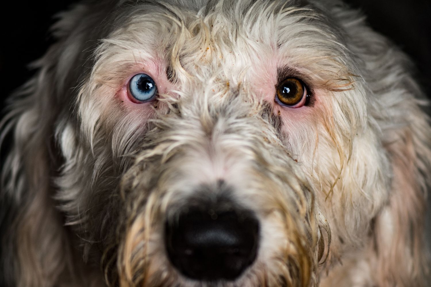 Close-up portrait of a shaggy mixed breed dog with blue and brown eyes.