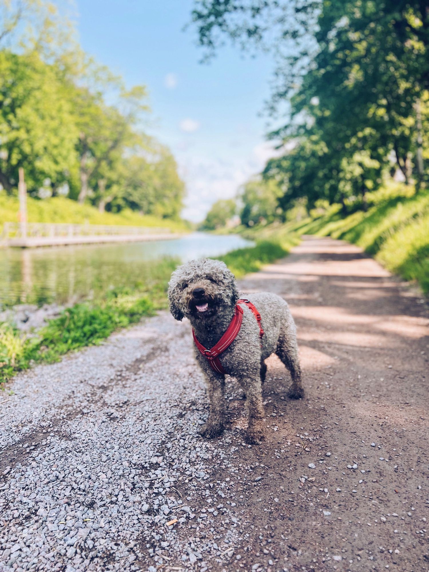 Petras hund Unique även kallad Nickan