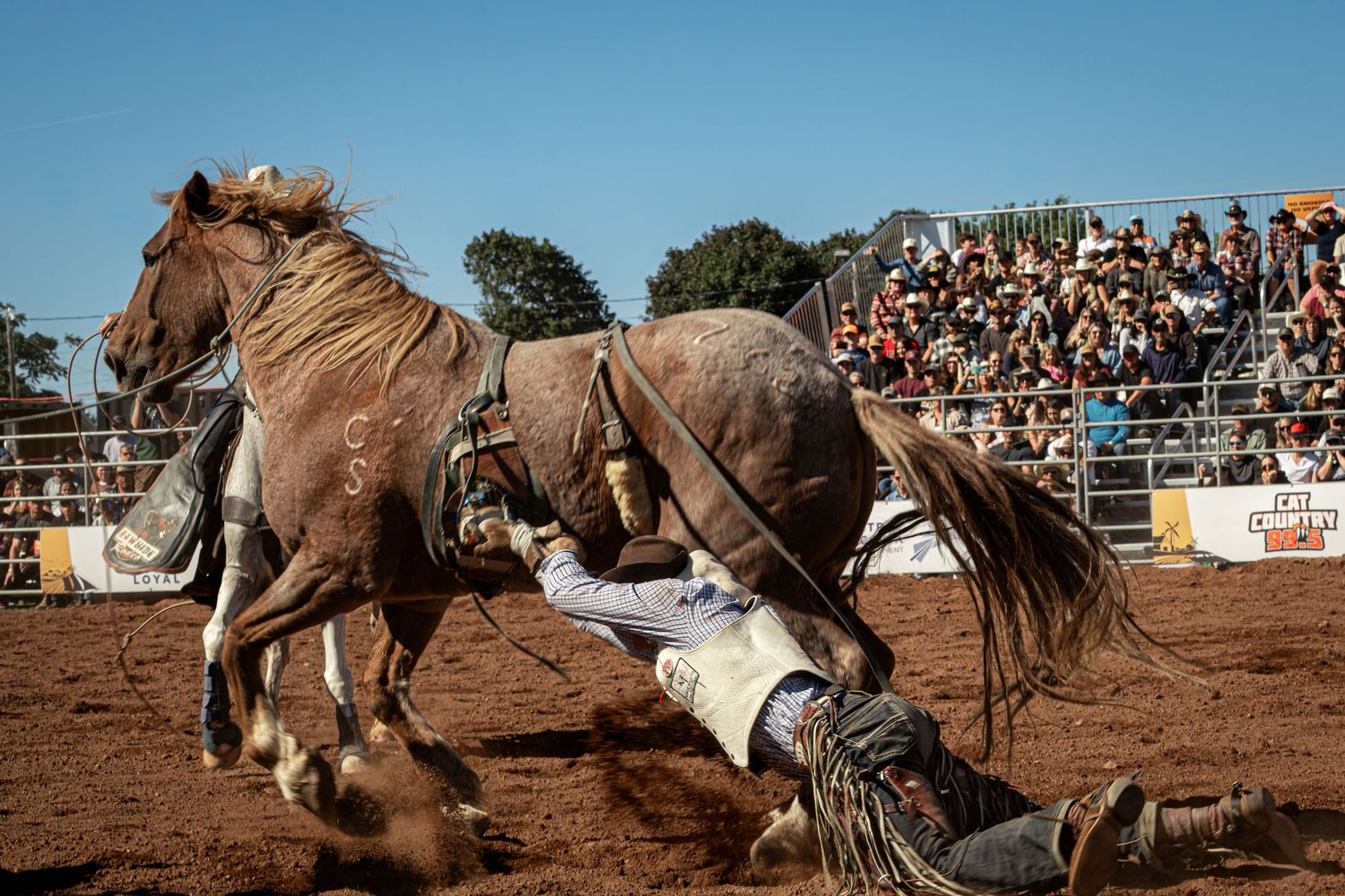 Bull rider attempting to stay mounted on bucking bull in dusty rodeo arena.