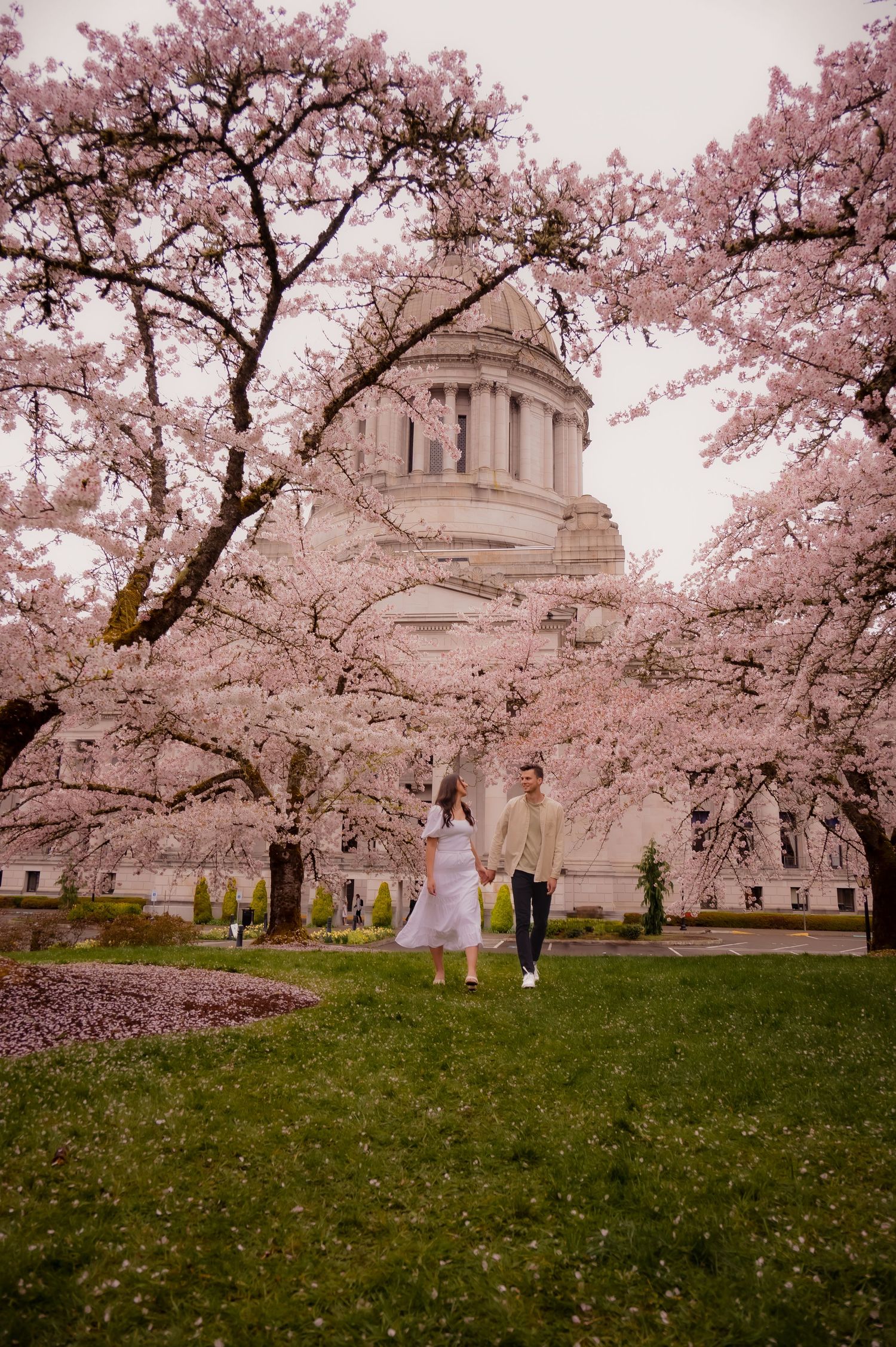 Cherry blossoms frame a classical domed building in Washington State Capitol as people stroll beneath the pink spring blooms.