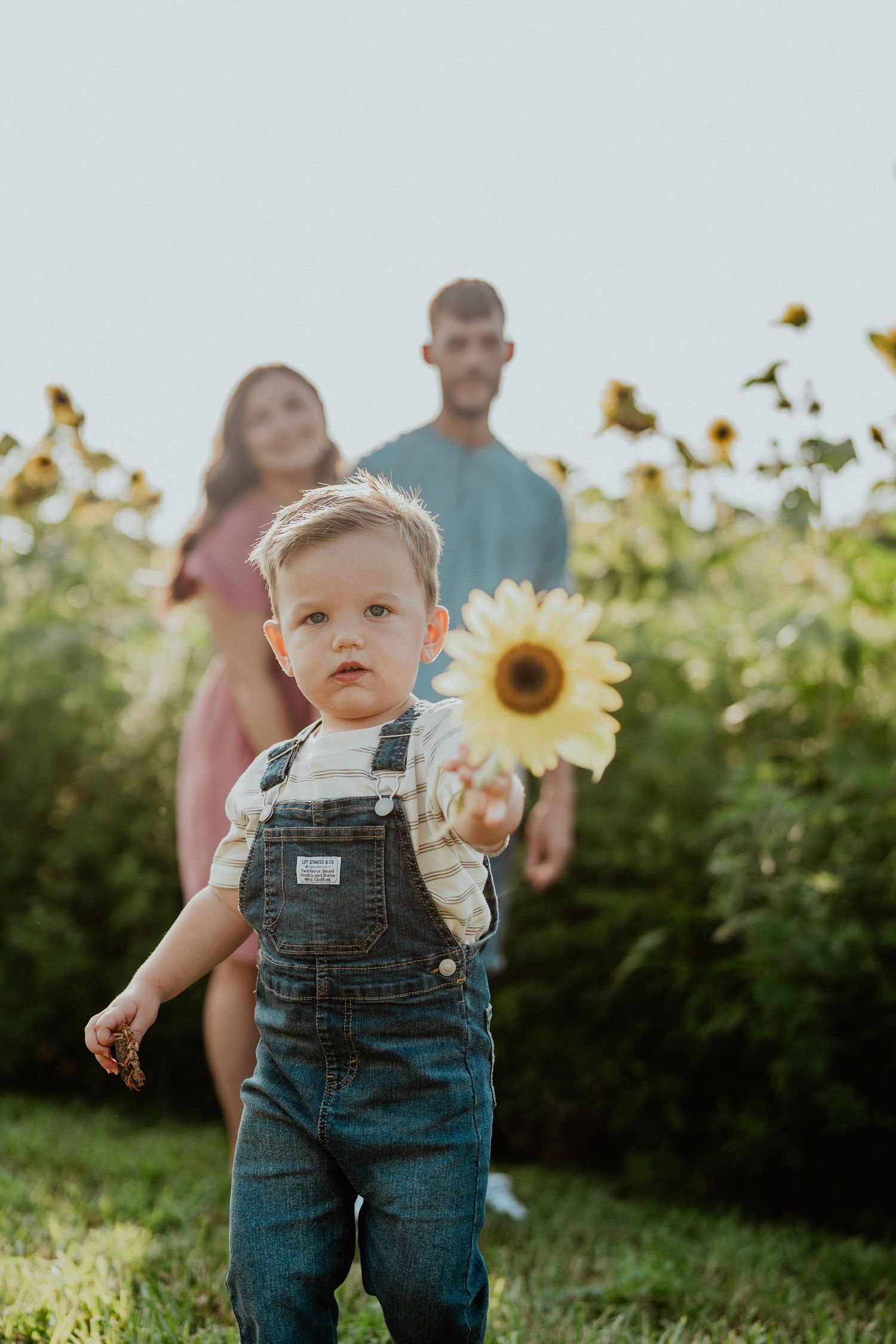 Toddler in overalls holding sunflower in blooming field.
