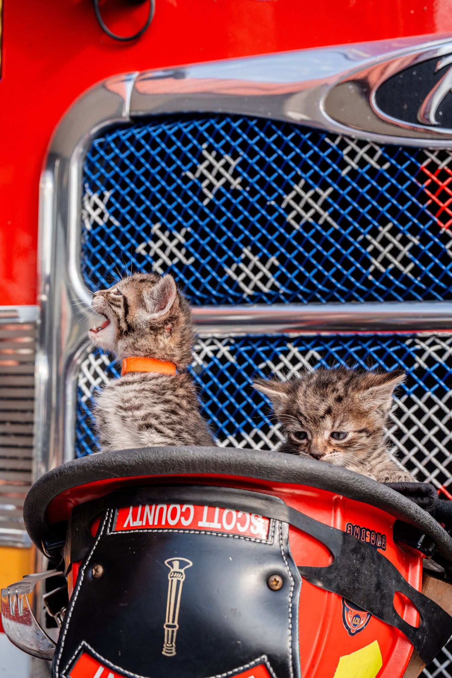 Several cats peek out from behind a blue mesh grill on red fire equipment.