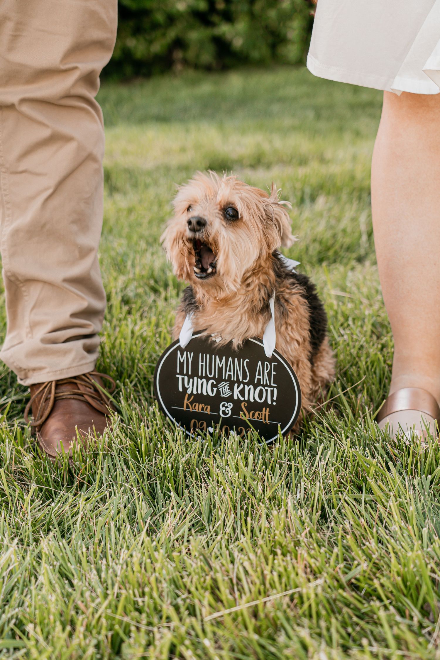 A small dog sits in grass with a sign between formal dress shoes.