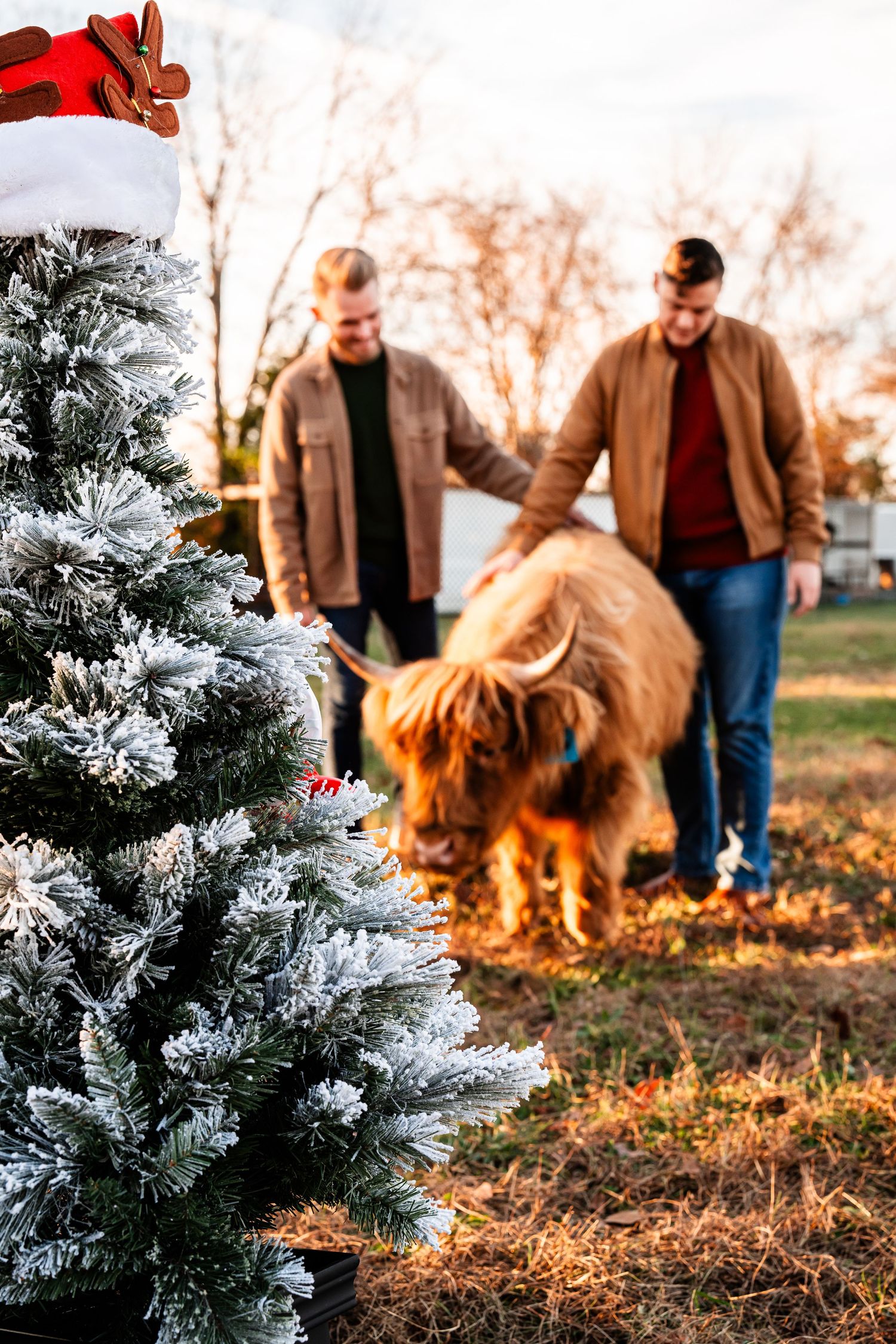 A Highland cow investigates a snow-covered Christmas tree as people look on.