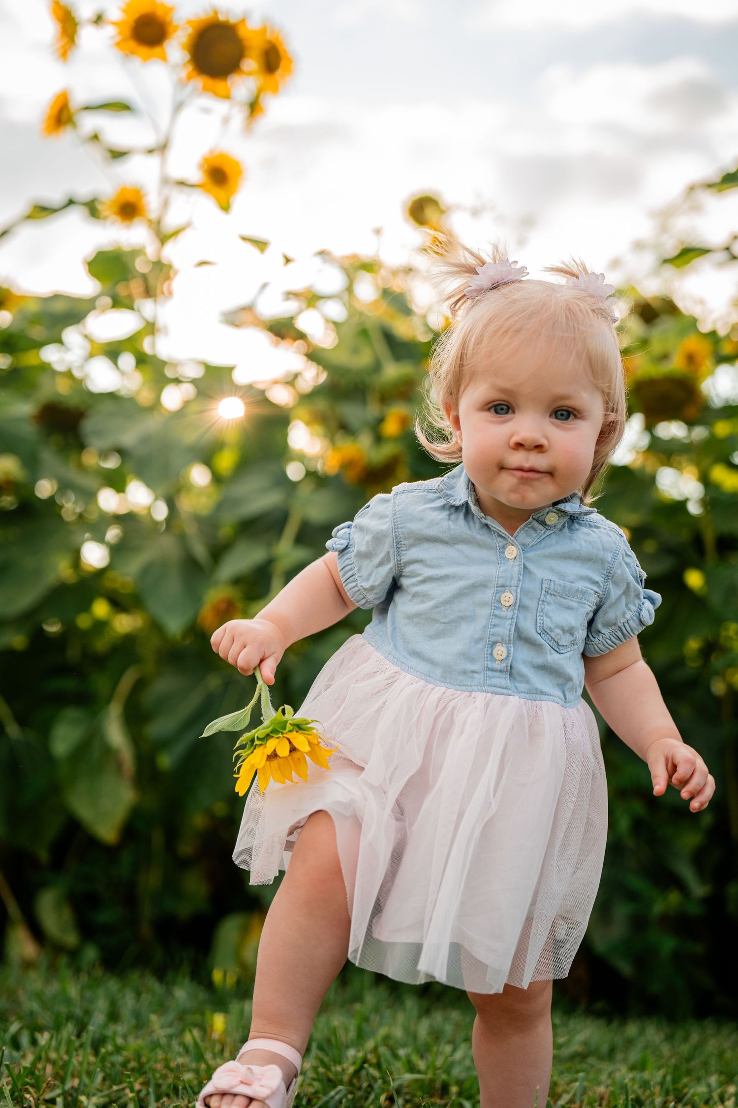 Toddler in blue and white dress playing among sunflowers at sunset.