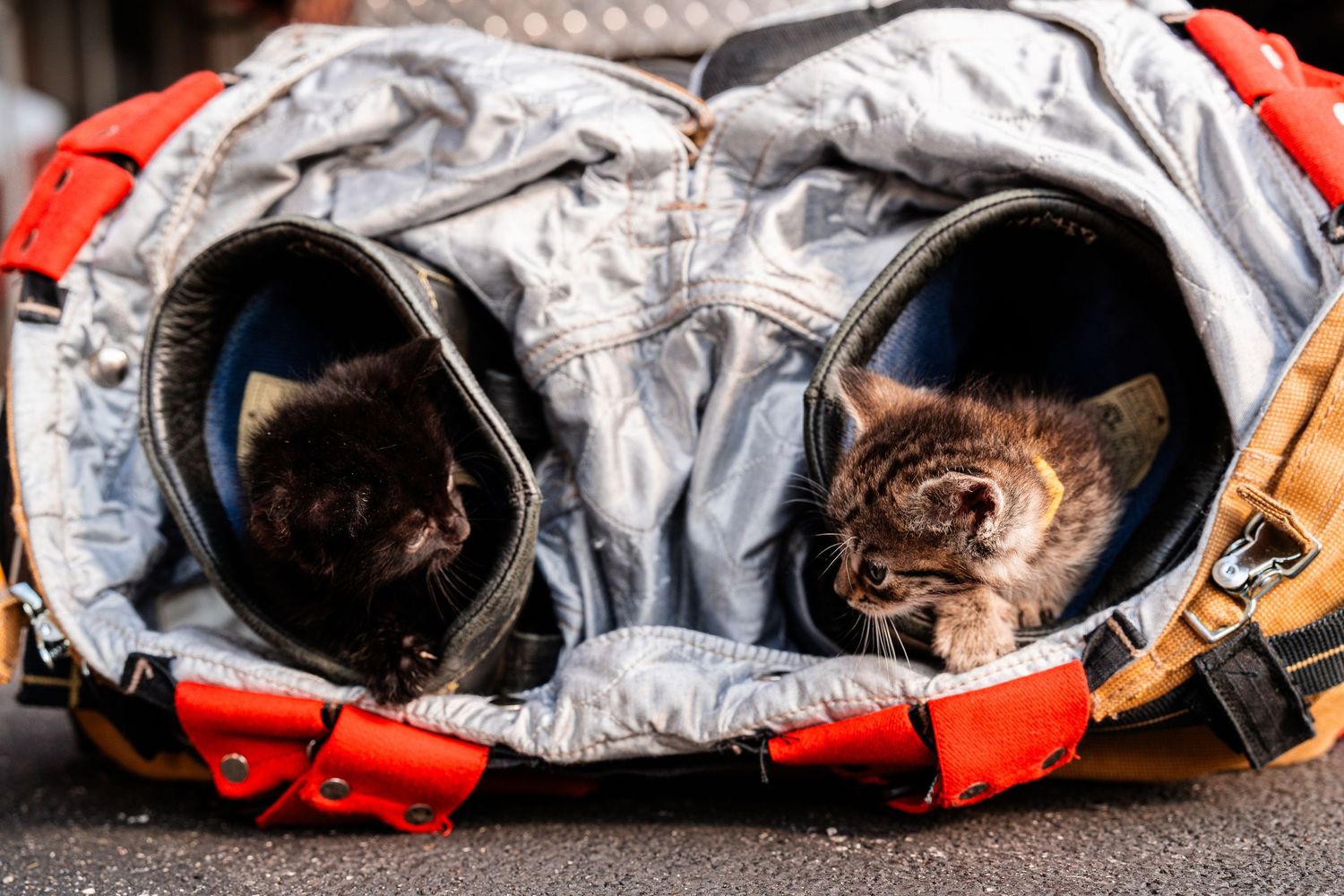 Cats rest inside protective gear and equipment bags at a fire station.