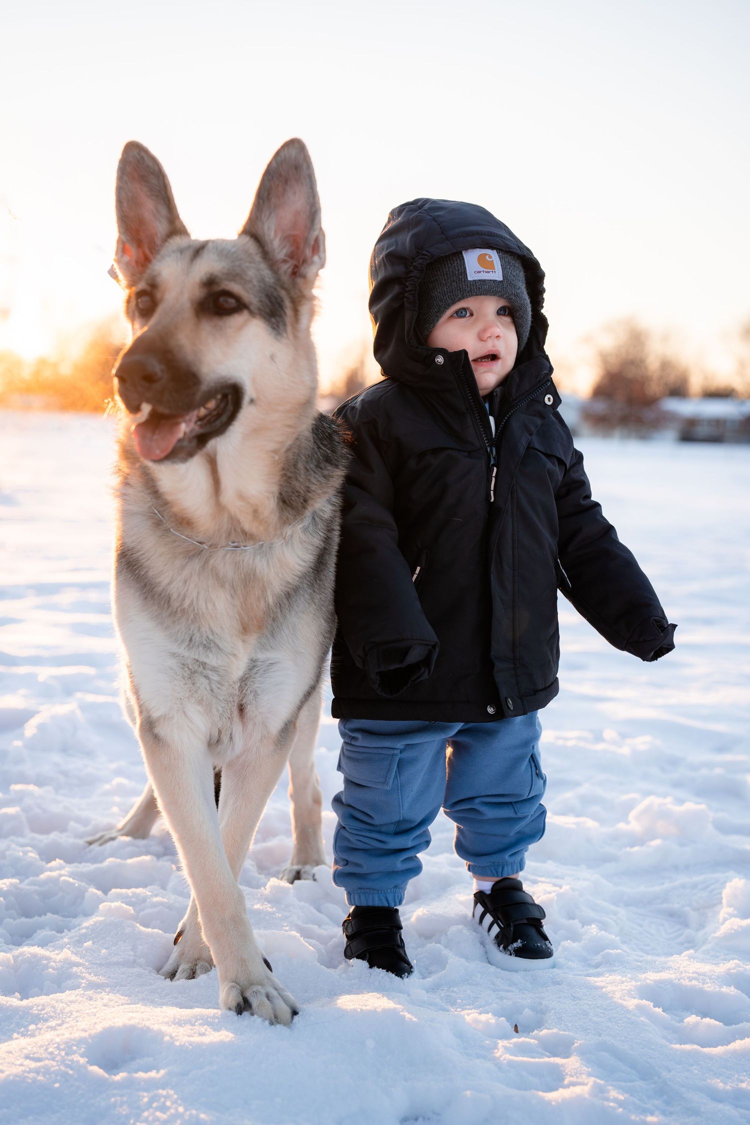 Winter scene with a large German Shepherd dog playing in deep snow.