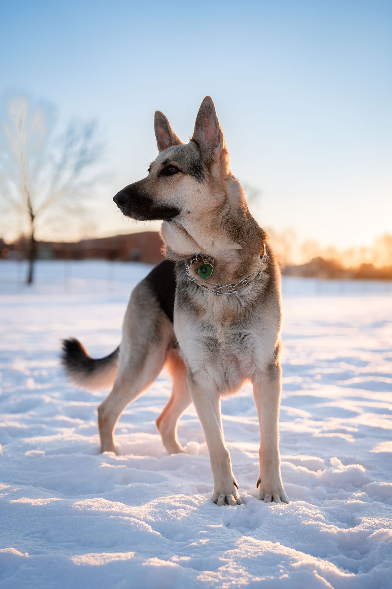 German Shepherd dog exploring a snowy landscape during sunset.