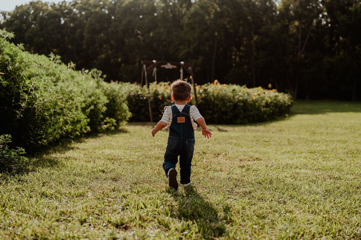 Person walking through a sunlit grassy field in summer.