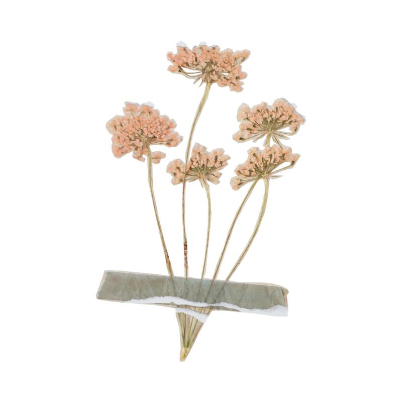 Blomma