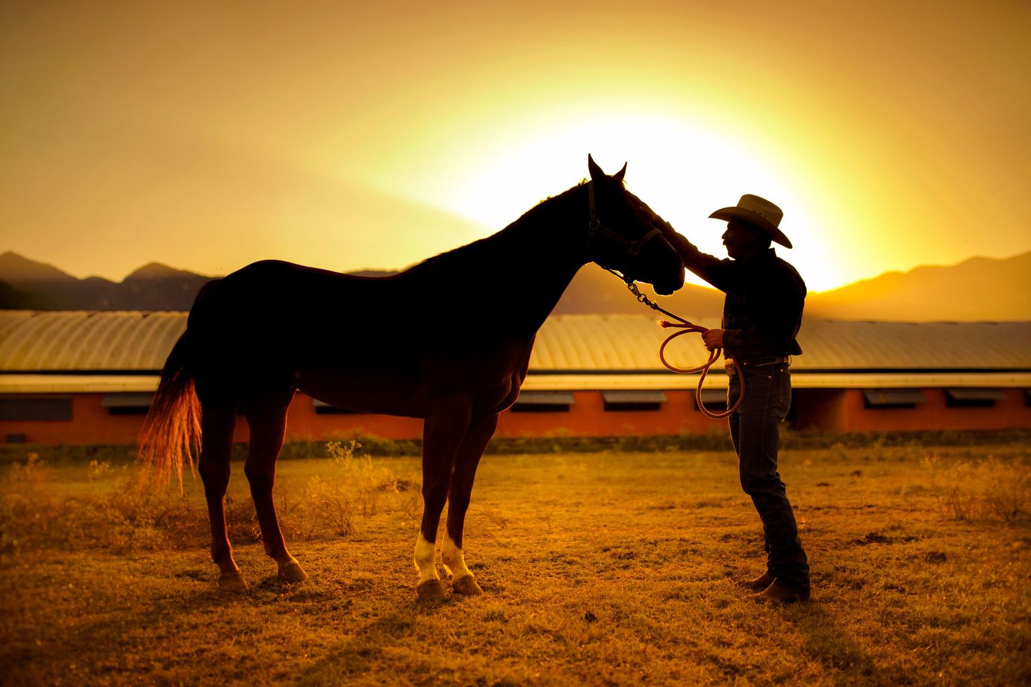 Cowboy with his horse
