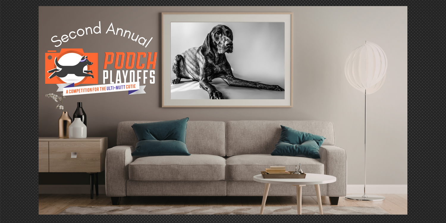 Second Annual Couch Playoffs logo displayed over a modern living room with a framed black and white dog portrait above a beige sofa.