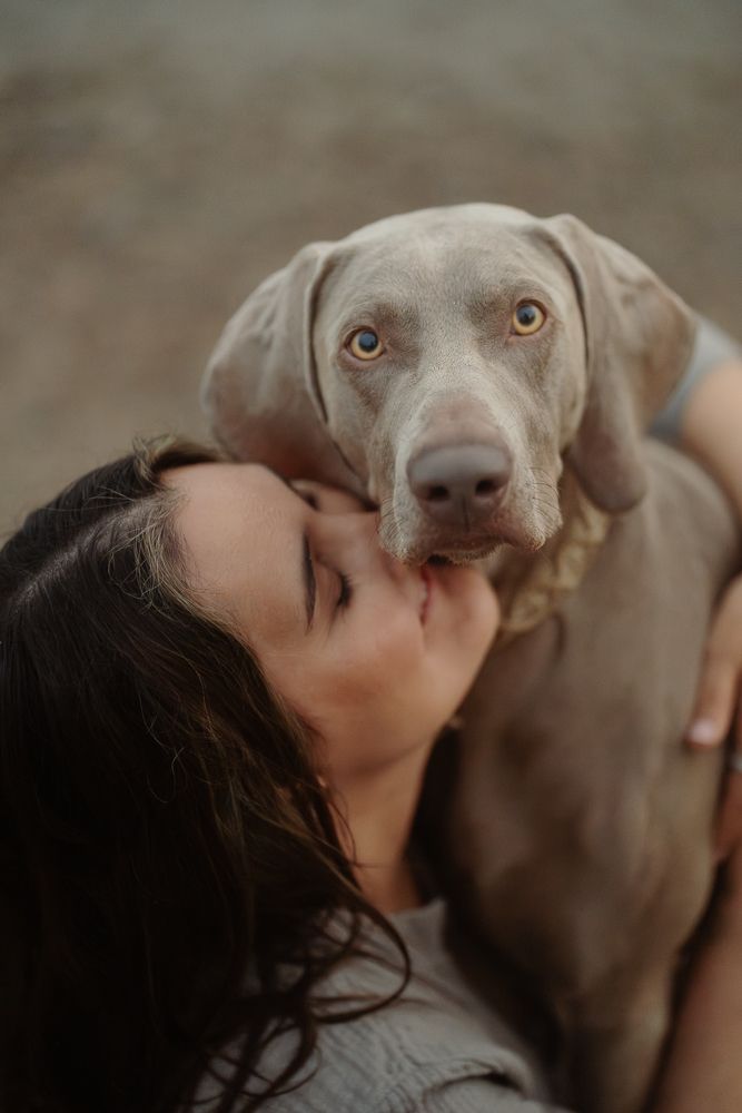 A close-up portrait showing the soulful amber eyes of a Weimaraner dog.