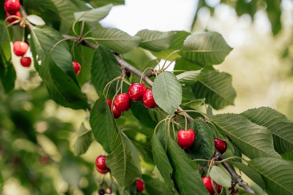 Fresh ripe red cherries growing on tree branches with green leaves in bright sunlight.
