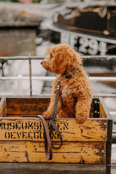 Hundefotografie Goldendoodle in der Stadt Hamburg