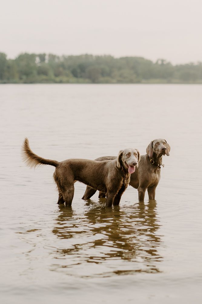 Three Weimaraner dogs wade together in calm lake waters during sunset.