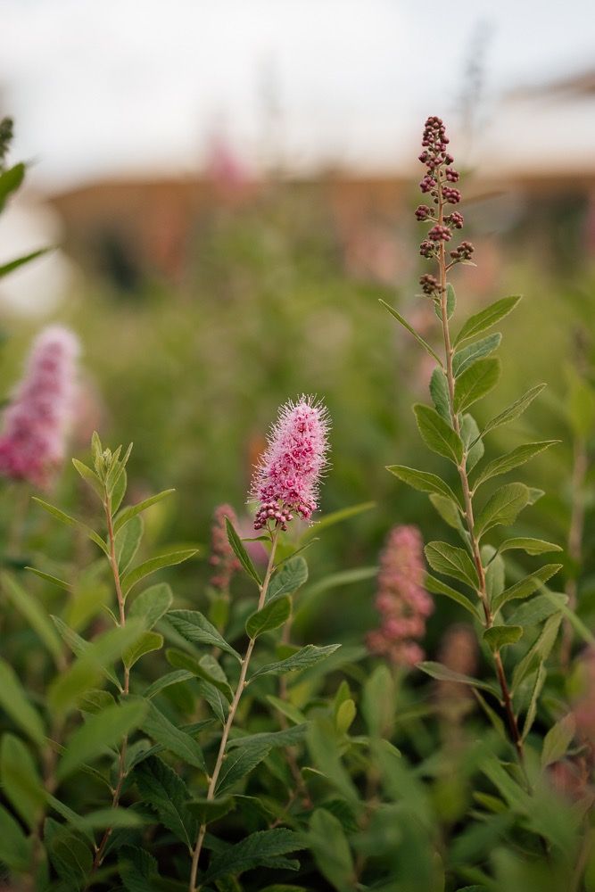 Pink flowering spirea plants bloom in a garden with soft focus background creating a romantic natural scene.