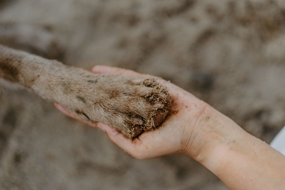 Sandy hands show evidence of a fun day spent playing on the beach.