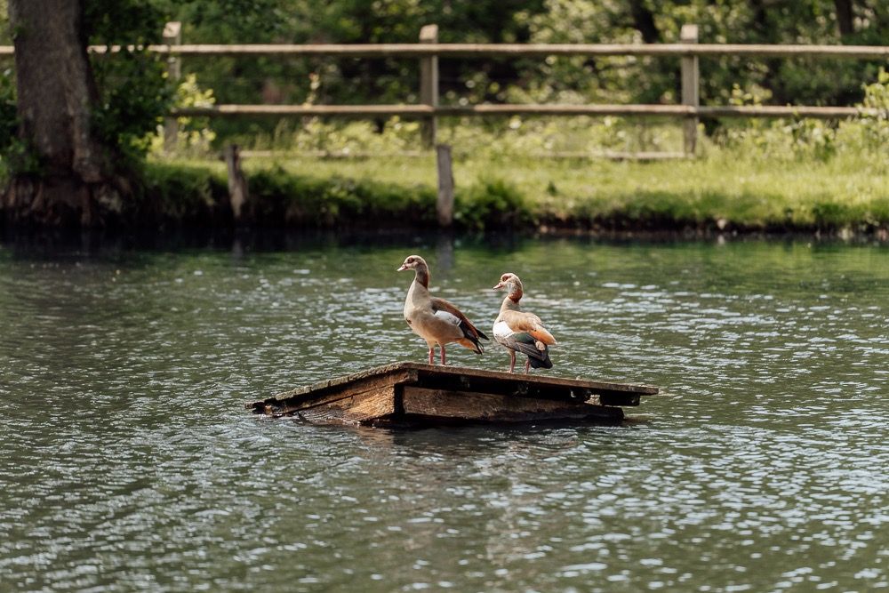 A group of ducks swimming and resting on a tranquil pond surrounded by lush greenery on a sunny day.