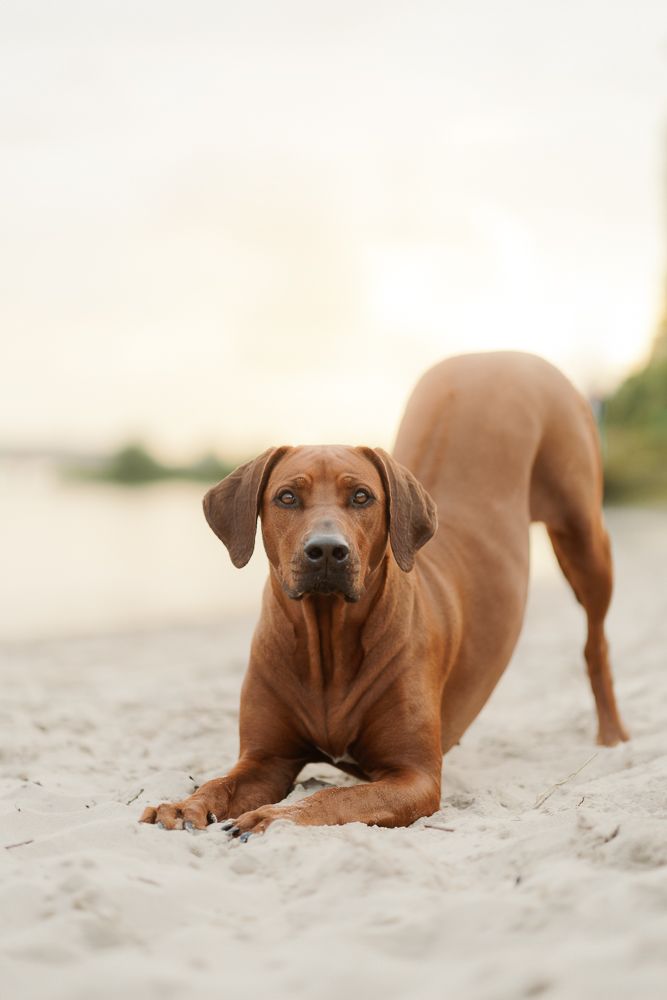 Rhodesian Ridgeback dog lying relaxed on white sand during beach photoshoot.