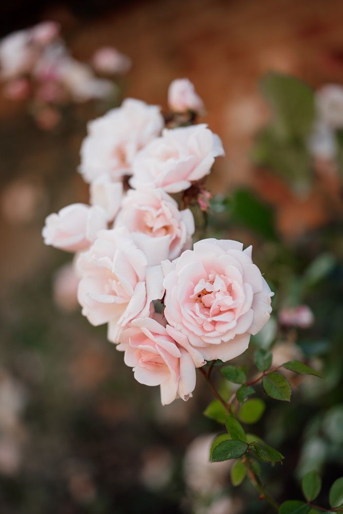 Delicate pink roses bloom in soft focus against a blurred brown background, creating a romantic garden atmosphere.