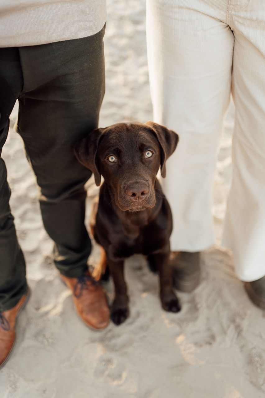 Ein schokoladenbrauner Labradorwelpe sitzt aufmerksam zwischen zwei Personen, die helle und dunkle Hosen tragen.