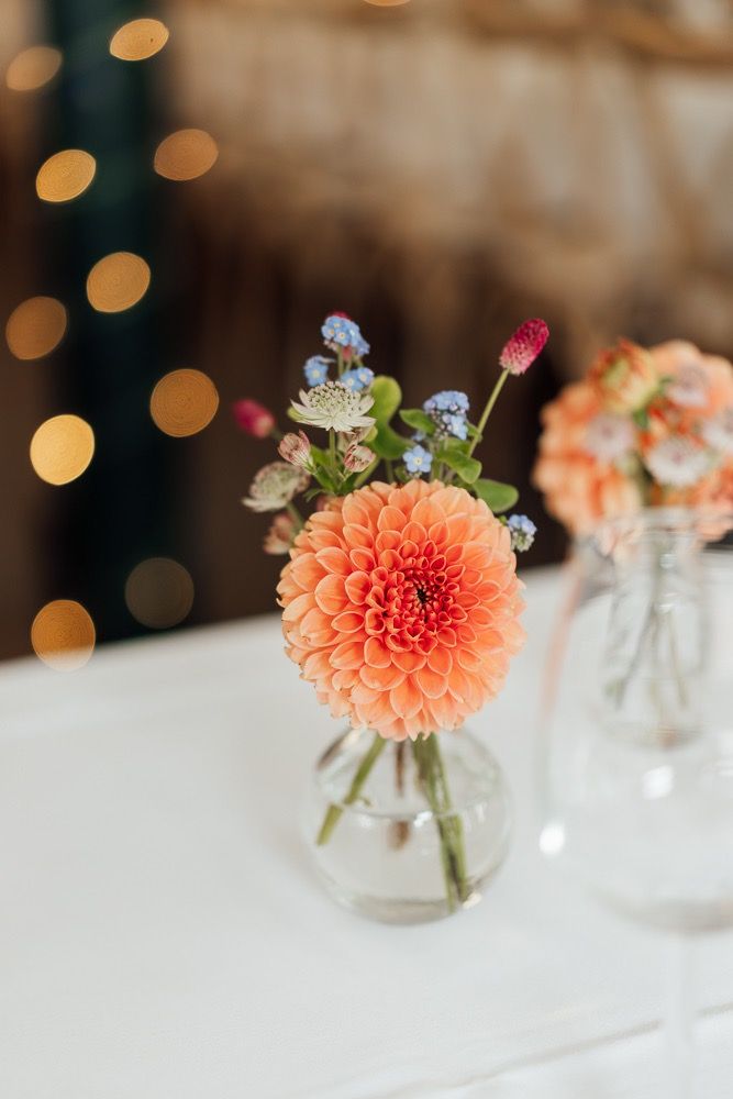 Peach-colored dahlia flowers in small glass vases arranged on white tablecloth with soft bokeh lights in background.