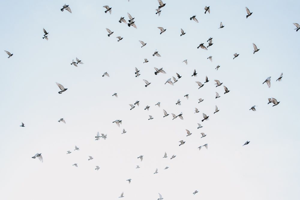 A flock of birds soaring together against a pale sky creating a dynamic pattern in flight.