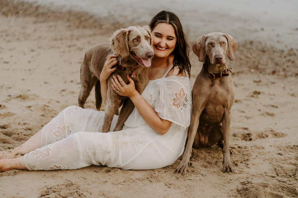 A heartwarming beach photoshoot featuring Weimaraner dogs.