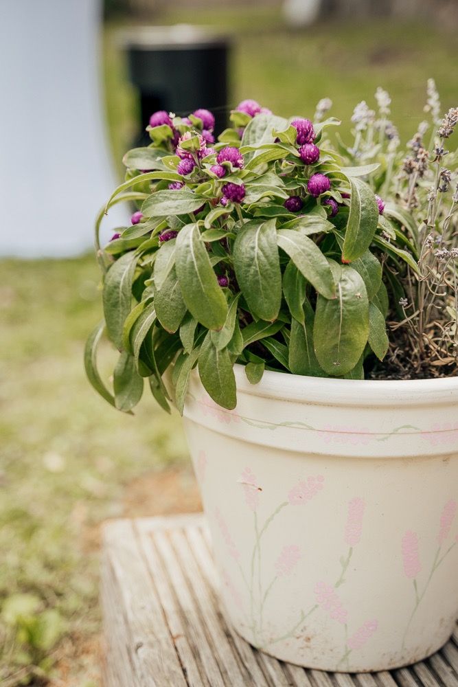 Purple flowering plant with large green leaves growing in a decorative white ceramic pot with pink floral design on wooden deck.