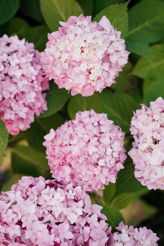 Clusters of delicate pink hydrangea flowers bloom against green foliage in a garden setting.