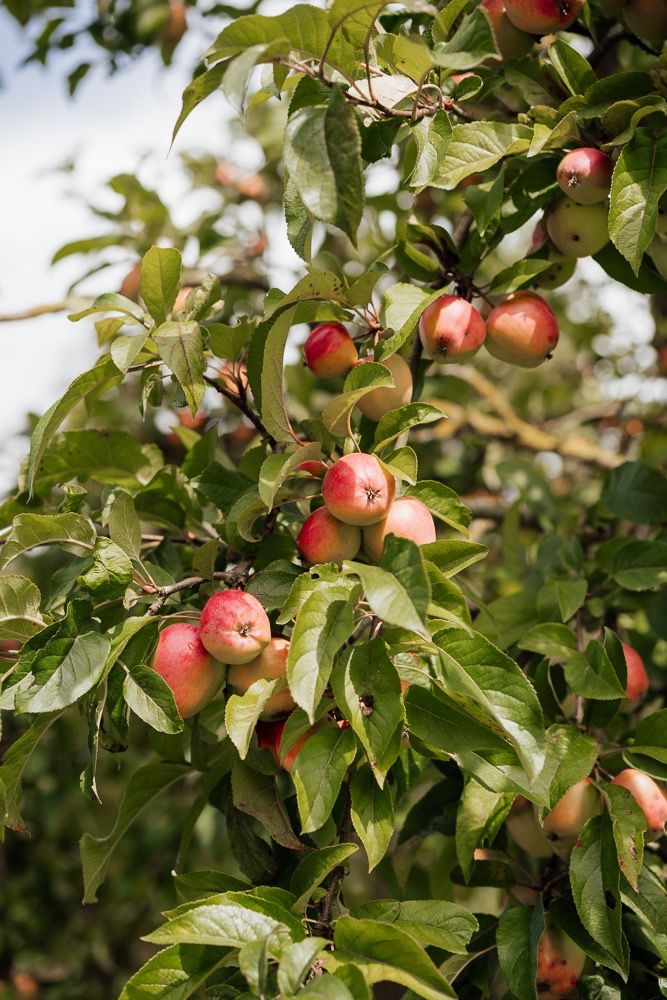 Fresh red and yellow apples growing on tree branches with green leaves in an orchard.