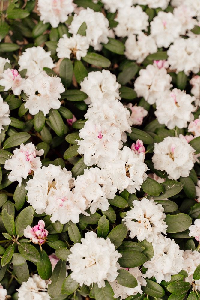 White and pale pink rhododendron flowers blooming among dark green leaves in a lush garden setting.