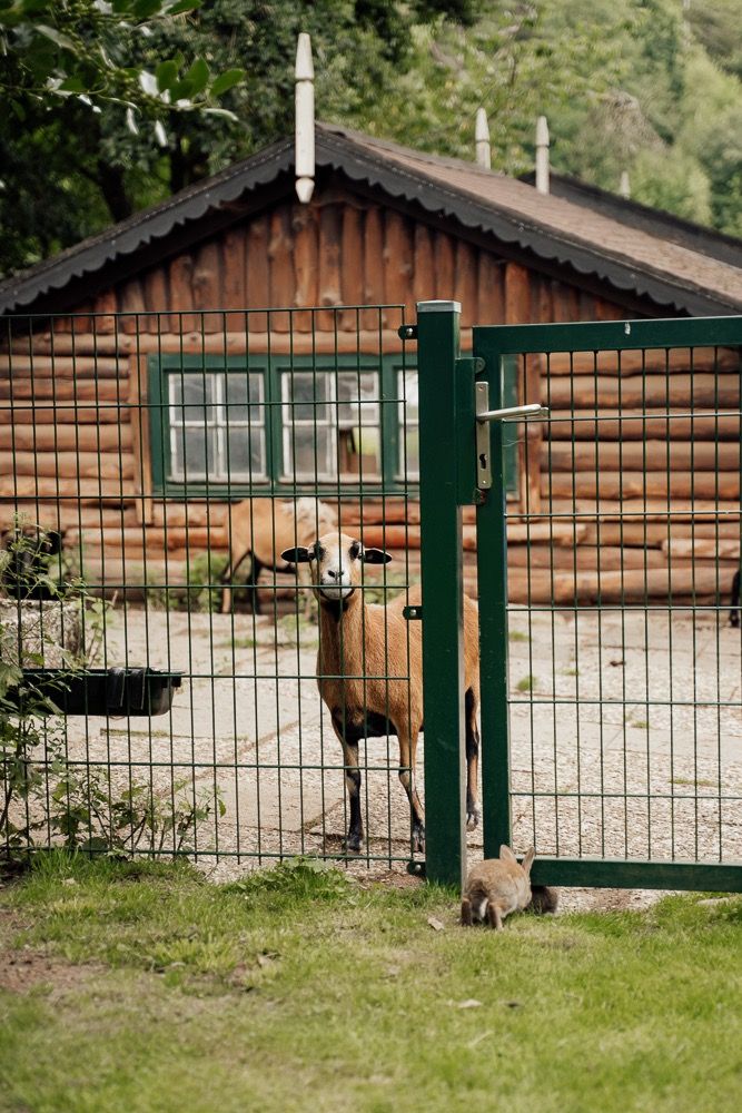 Sequence of images showing a deer walking through a green gate near a wooden cabin structure.