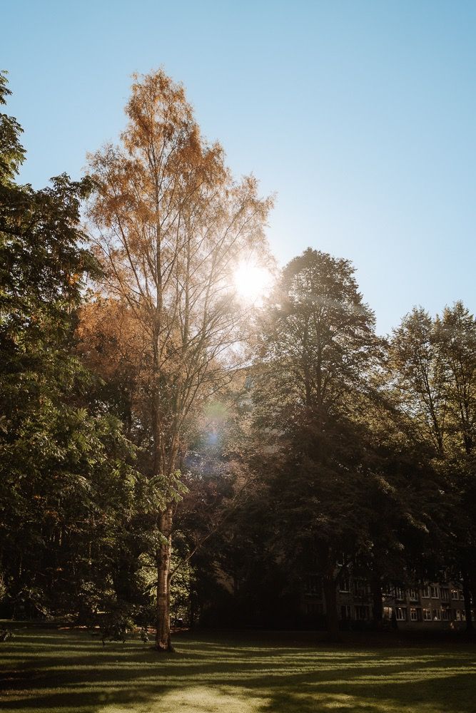 Sunlight streams through tall trees in a serene park setting during golden hour, casting long shadows on the grass.