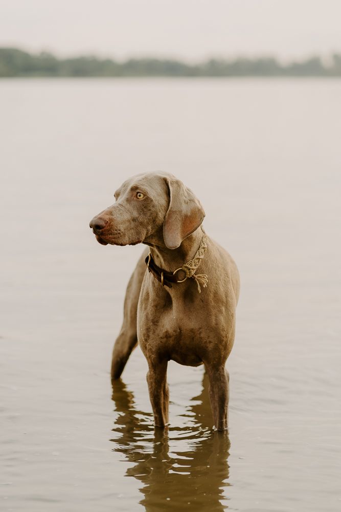 A Weimaraner dog stands in shallow water during golden hour creating a serene reflection.